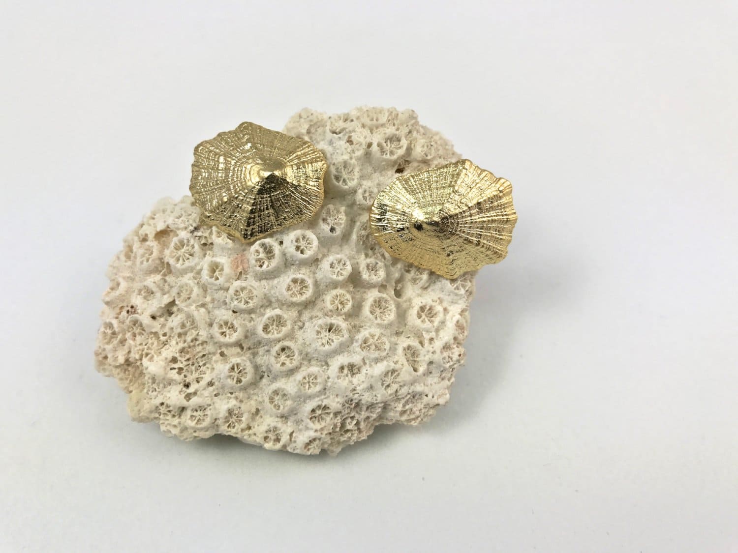 LIMPET SHELL stud earrings - goldplated - Jennifer Kinnear Jewellery - Shell collection